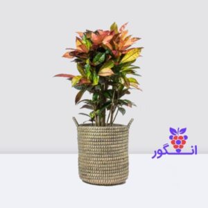 گیاه کروتون- خرید آنلاین گل و گیاه- سفارش آنلاین گل