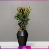 گلدان هدیه لوکس فیکوس الاستیکا سه شاخه