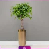 گلدان هدیه VIP فایبر گلاس با فیکوس بنجامین تنه بافت+ زیر گلدانی چرخدار