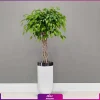 گلدان هدیه VIP فایبر گلاس با فیکوس بنجامین تنه بافت+ زیر گلدانی چرخدار - Image 2