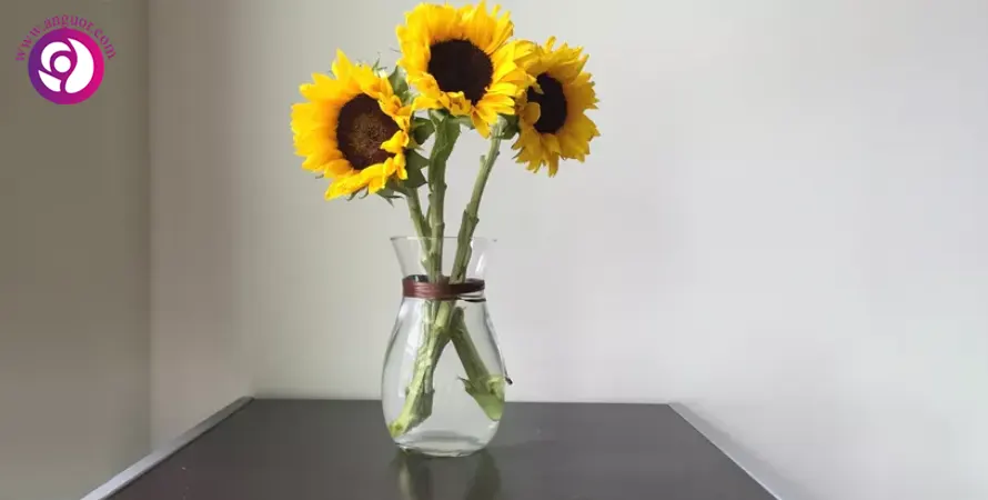 آفتابگردان - sunflower