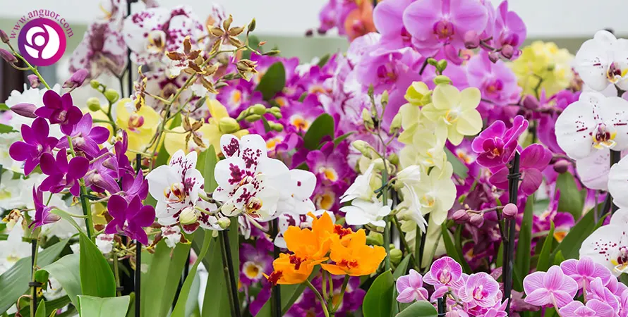 ارکیده - orchids