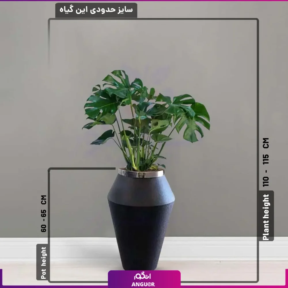 گلدان هدیه لوکس برگ انجیری با طرح خمره ای لبه نقره ای