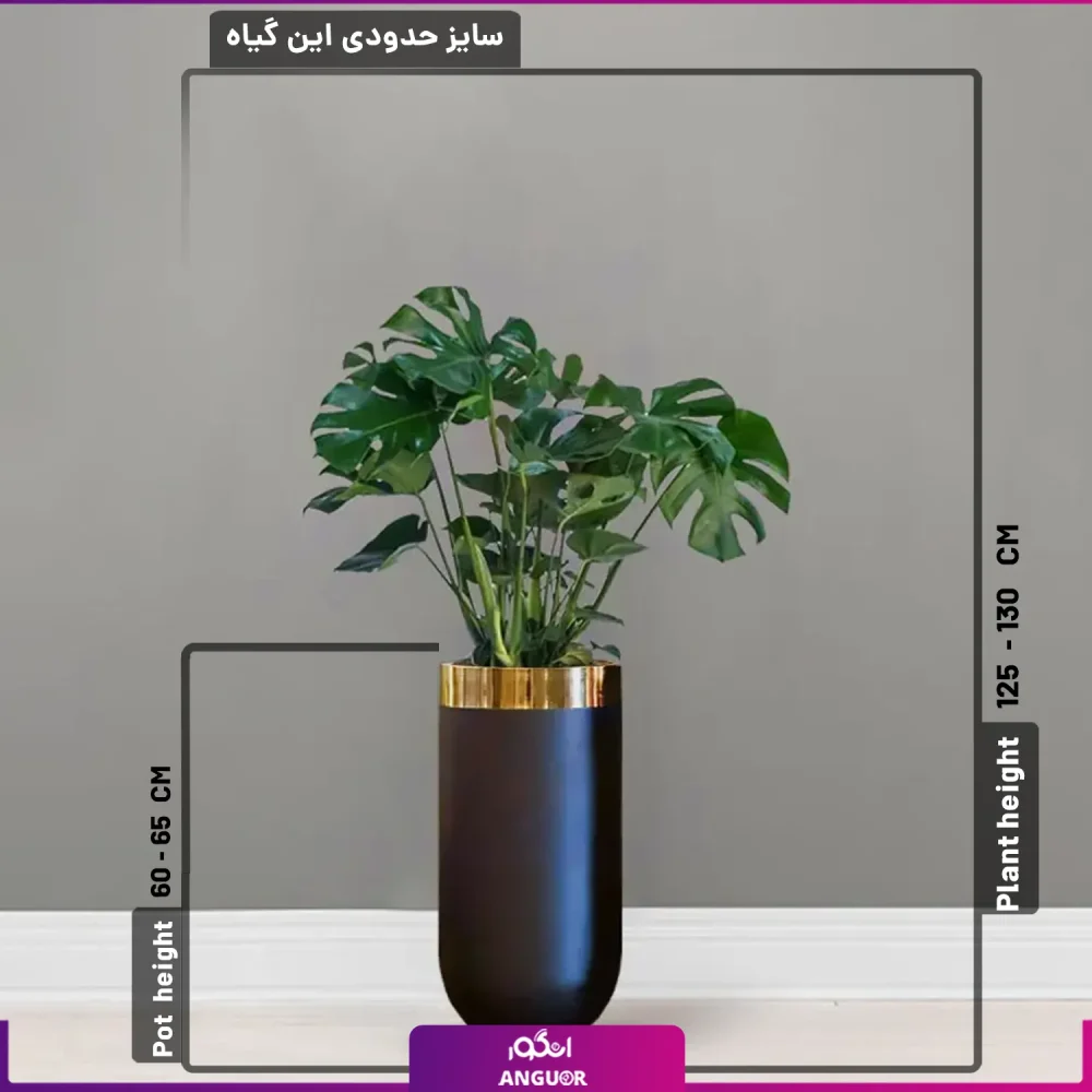 گلدان هدیه لوکس برگ انجیری - با گلدان فایبرگلاس طرح سارین مشکی