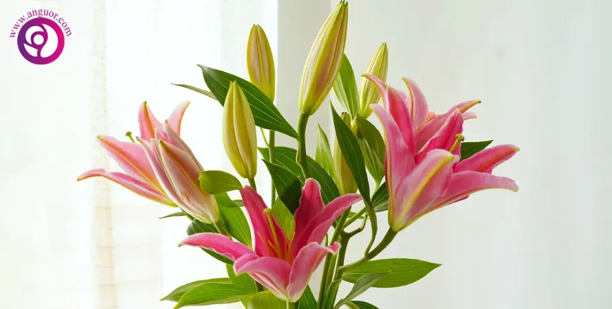 اورینتال - Oriental lily