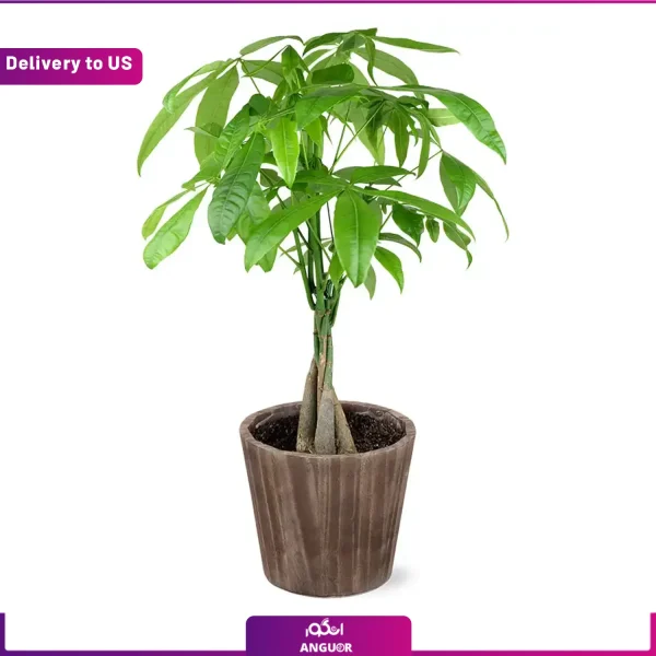 ارسال گل آپارتمانی به آمریکا