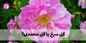 فرق گل سرخ با گل محمدی