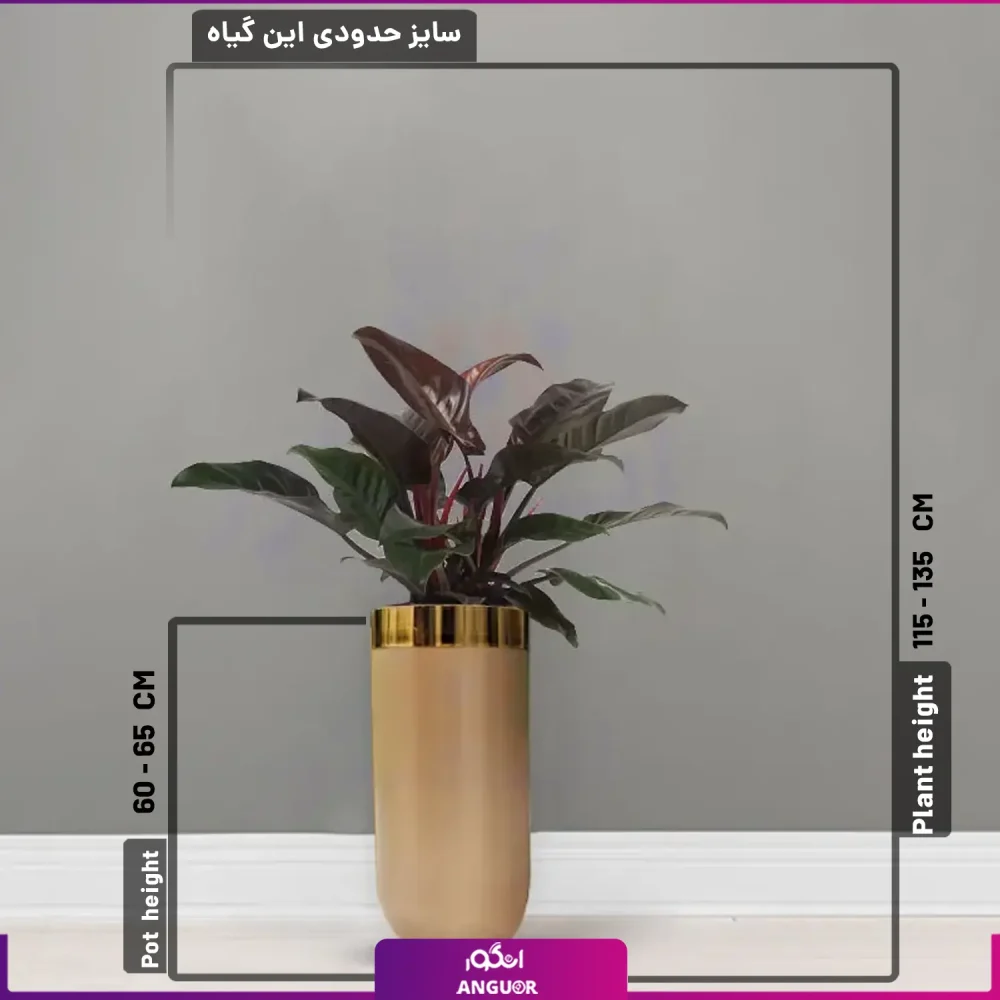 گلدان هدیه لوکس بزرگ فیلودندرون بلک  فایبر گلاس رنگ سفارشی - Image 2