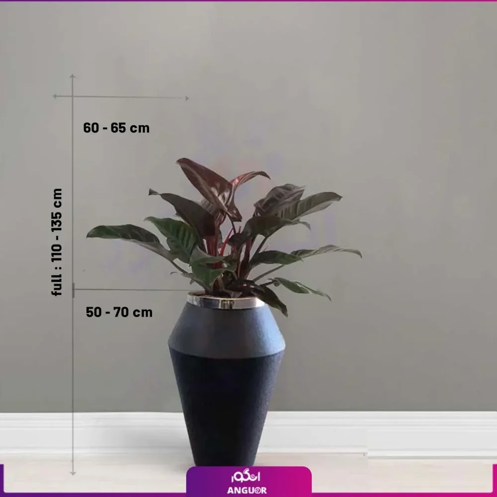 گلدان هدیه لوکس بزرگ فیلودندرون بلک - Image 2