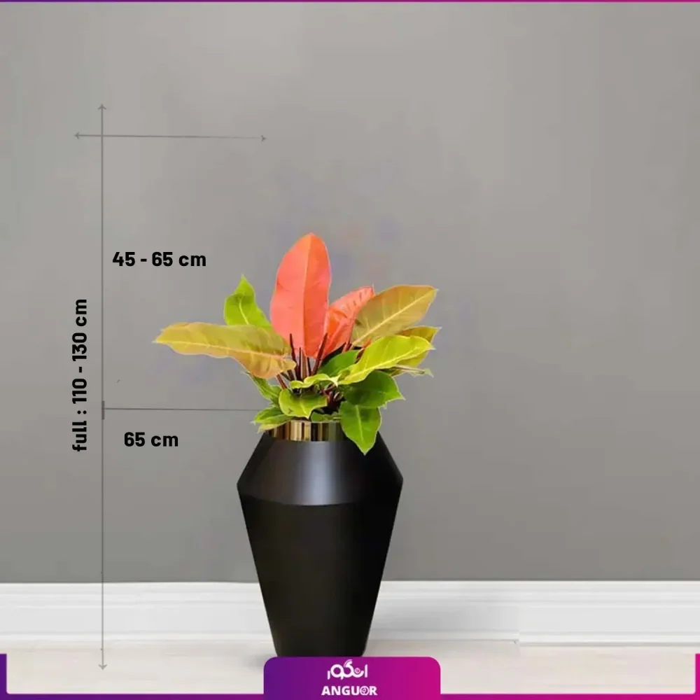 گلدان هدیه لوکس بزرگ فیلودندرون شاهزاده - Image 2