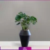گلدان هدیه لوکس برگ انجیری با طرح خمره ای لبه نقره ای