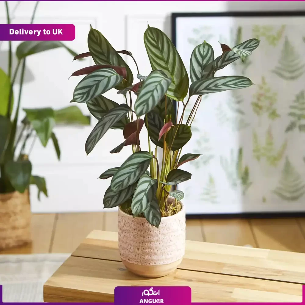 Peacock Plant (Delivery to UK) - Image 3