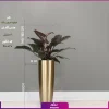 خرید گلدان استیل طلایی بلند با فیلودندرون بلک