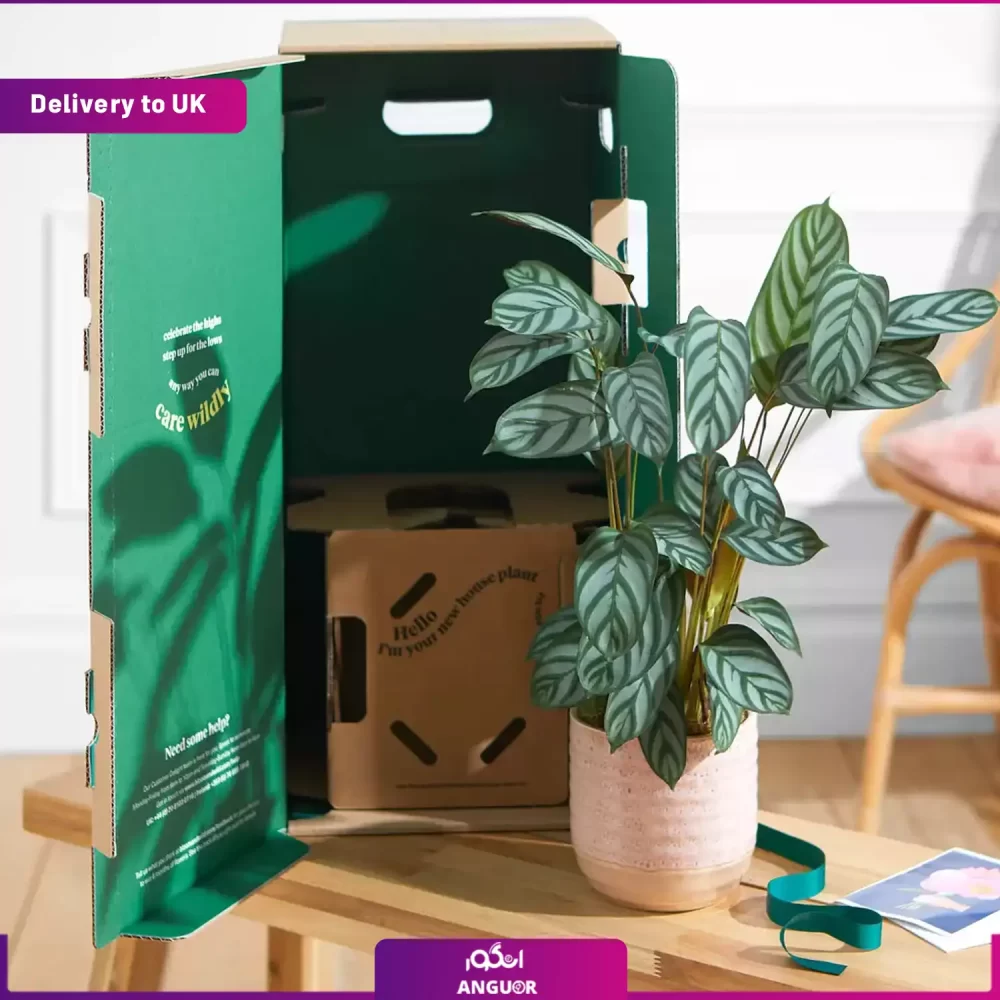 Peacock Plant (Delivery to UK) - Image 2