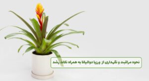 نگهداری از ورزیا