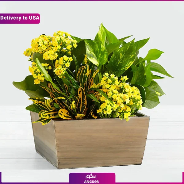 خرید گل اپارتمانی - سفارش آنلاین گل - ارسال گل اپارتمانی به امریکا