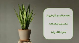 گل فروشی آنلاین | سفارش آنلاین گل - انگور