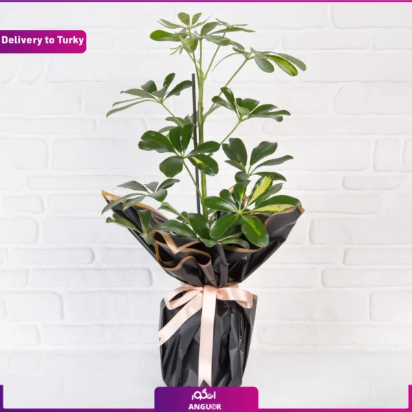 گل فروشی آنلاین دارآباد - انگور