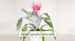 گل فروشی آنلاین | سفارش آنلاین گل - انگور
