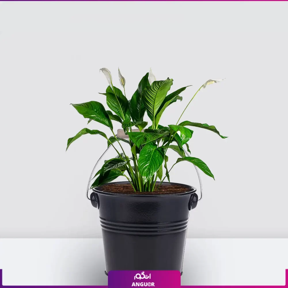 خرید قیمت + عکس گل آپارتمانی اسپاتی فیلوم mini کوچک رومیزی با گلدان سطلی رنگ مشکی