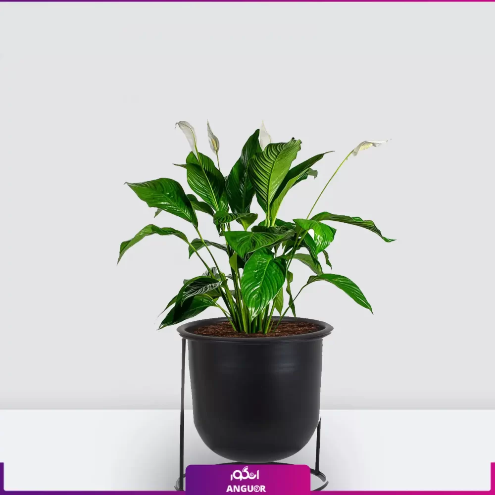 خرید قیمت + عکس گل آپارتمانی اسپاتی فیلوم mini کوچک رومیزی با گلدان فلزی پایه دار مشکی