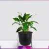 خرید قیمت + عکس گل آپارتمانی اسپاتی فیلوم mini کوچک رومیزی با گلدان فلزی پایه دار مشکی