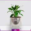 خرید قیمت + عکس گل آپارتمانی اسپاتی فیلوم mini کوچک رومیزی با گلدان فلزی پایه دار نقره ای