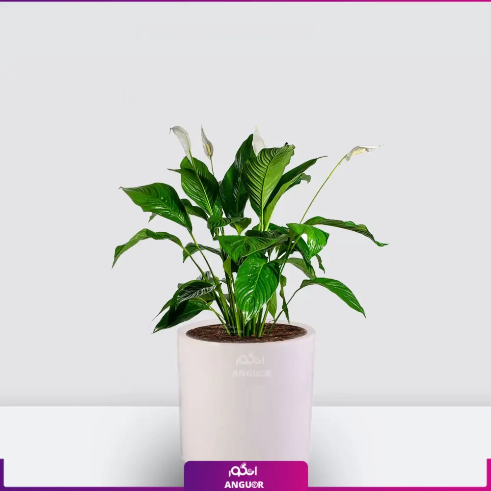 خرید قیمت + عکس گل آپارتمانی اسپاتی فیلوم mini کوچک رومیزی با گلدان سرامیکی سفید