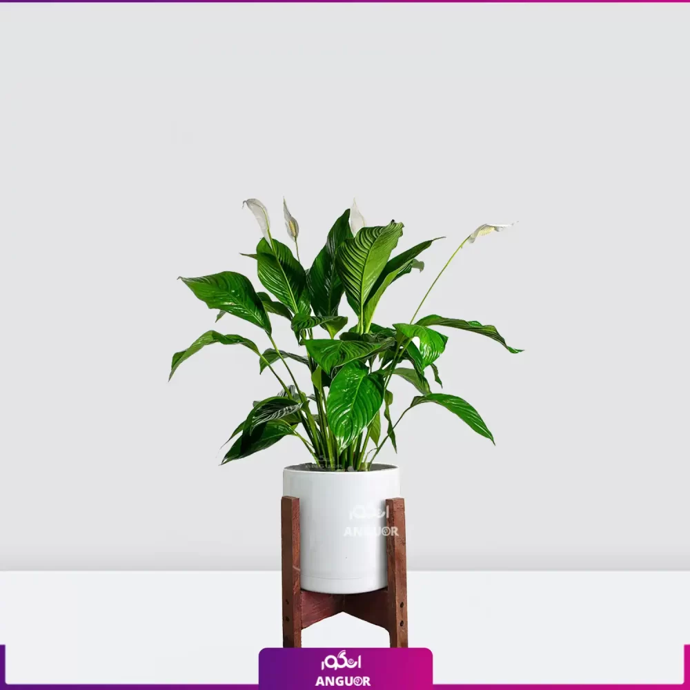 خرید قیمت + عکس گل آپارتمانی اسپاتی فیلوم mini کوچک رومیزی با گلدان سرامیکی پایه دار سفید