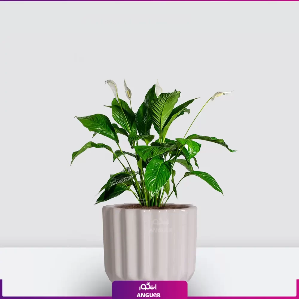 خرید قیمت + عکس گل آپارتمانی اسپاتی فیلوم mini کوچک رومیزی با گلدان سرامیکی طرح دار سفید