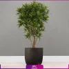 گلدان خاص فایبرگلاس با پیله موآ سایز بزرگ (رفلکسا dracaena Reflexa)
