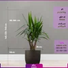 گلدان فایبرگلاس با یوکا تنه دار سایز متوسط - Image 2