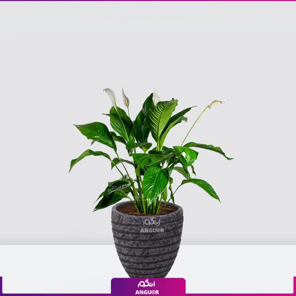 خرید قیمت + عکس گل آپارتمانی اسپاتی فیلوم mini کوچک رومیزی با گلدان سفالی مشکی