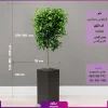 گلدان لوکس مستطیل فایبرگلاس همراه با فیکوس بنجامین (180 تا 200 سانتی) 0