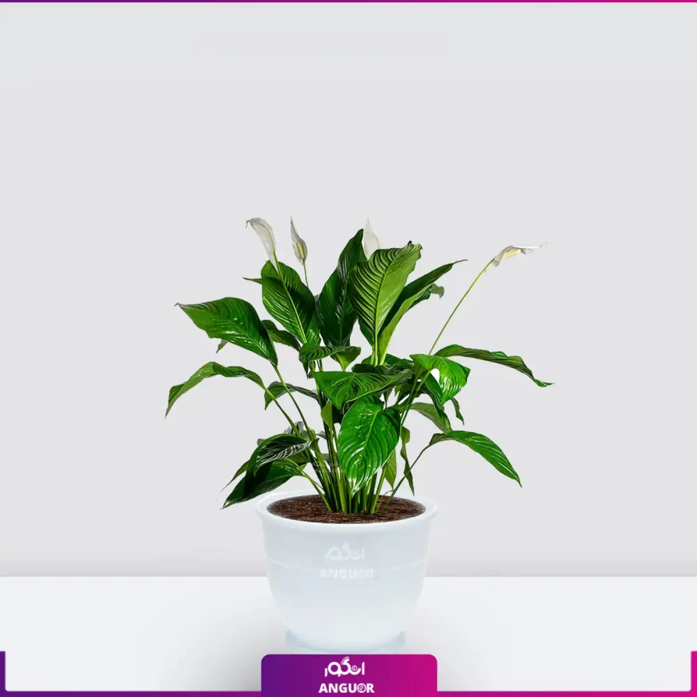 خرید قیمت + عکس گل آپارتمانی اسپاتی فیلوم mini کوچک رومیزی با گلدان پلاستیکی سفید