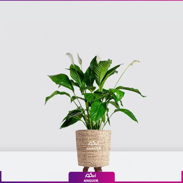 خرید قیمت + عکس گل آپارتمانی اسپاتی فیلوم mini کوچک رومیزی با گلدان حصیری پایه دار