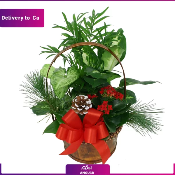 خرید وسفارش آنلاین گل-ارسال گل به کانادا-ارسال گل به خارج از کشور-ارسال هدیه به خارج-انگور