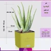 گلدان رومیزی خودآبرسان با آلوئه ورا - Image 2