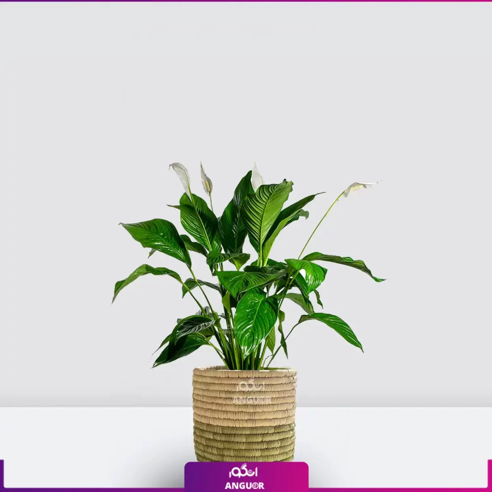 خرید قیمت + عکس گل آپارتمانی اسپاتی فیلوم mini کوچک رومیزی با گلدان حصیری