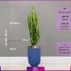گلدان فایبرگلاس روکش مخملی با افوربیا تریگونا - Image 4