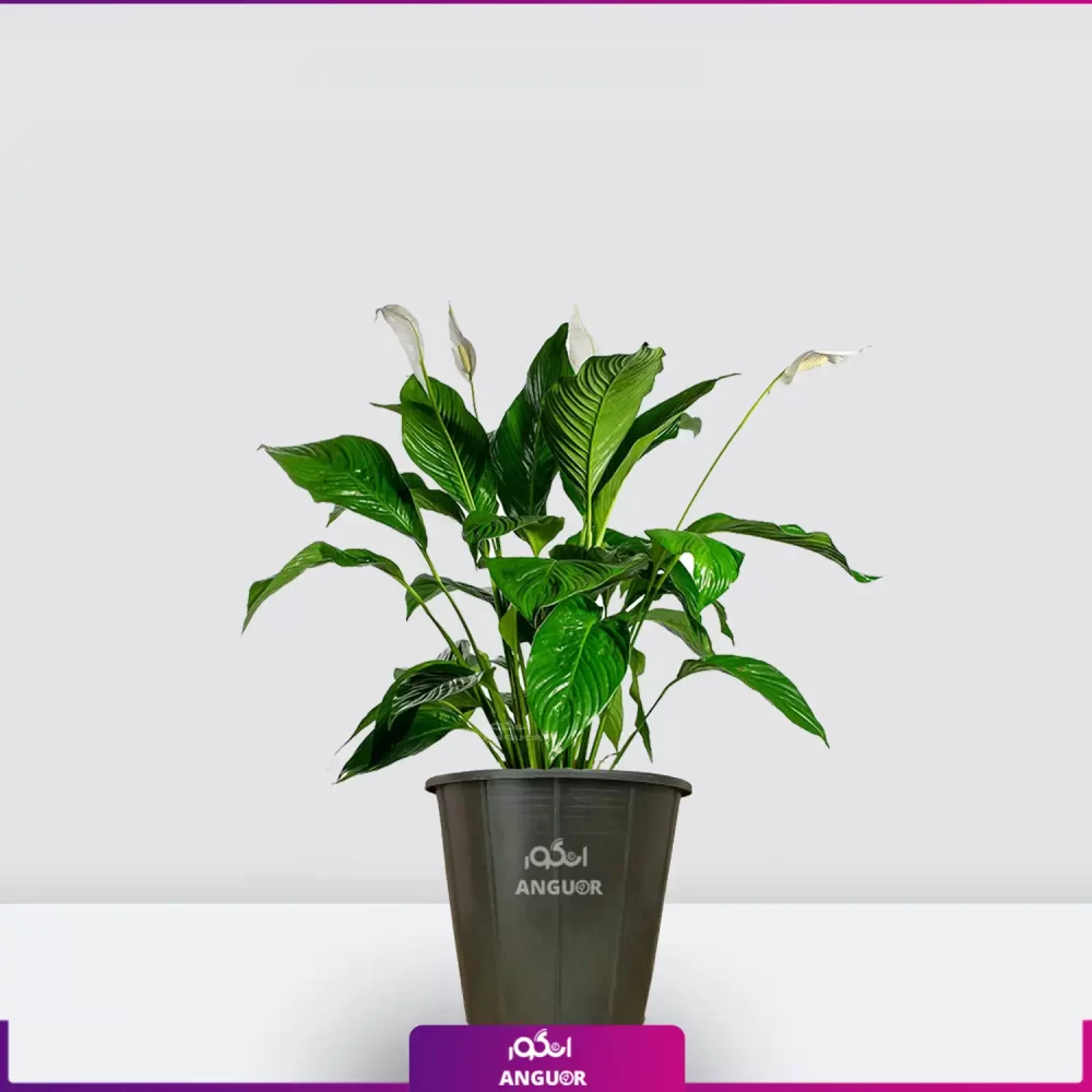 خرید قیمت + عکس گل آپارتمانی اسپاتی فیلوم mini کوچک رومیزی با گلدان پلاستیکی گلخانه