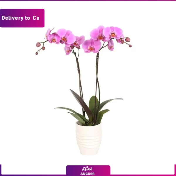 خرید وسفارش آنلاین گل-ارسال گل به کانادا-ارسال گل به خارج از کشور-ارسال هدیه به خارج-انگور