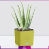 گلدان رومیزی خودآبرسان با آلوئه ورا - Image 5