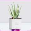 گلدان رومیزی خودآبرسان با آلوئه ورا - Image 4
