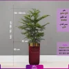 گلدان خاص فلزی روکش مخملی با کاج مطبق | خرید کاج مطبق + قیمت + عکس