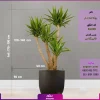 خرید گل آپارتمانی- خرید یوکا تنه دار -قیمت+عکس- خرید گلدان یوکا تنه دار