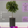 گلدان لوکس مستطیل فایبرگلاس همراه با کینگ بنجامین آمستل - Image 2