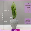 گلدان طرح مصری با افوربیا تریگونا سایز بزرگ چند شاخه - Image 4