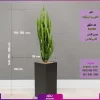 گلدان فایبرگلاس افوربیا تریگونا سایز بزرگ چند شاخه - Image 4