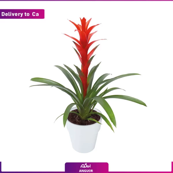 خرید وسفارش آنلاین گل-ارسال گل به کانادا-ارسال گل به خارج از کشور-ارسال هدیه به خارج-انگور